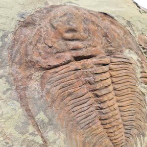 Echter Trilobit Fossil auf Matrix – Naturfund aus Marokko - handpräpariert - 34x38cm - Nr. 5