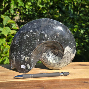 Ammonit - Echtes versteinertes Fossil - 100 Millionen Jahre alt - 22x17 cm - NR. 88