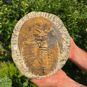 Echter Trilobit Fossil auf Matrix – Naturfund aus Marokko - handpräpariert - 22x18cm - Nr. 60