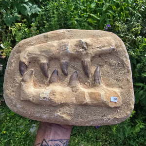 Mosasaurus Kiefer Prognathodon mit originalen Zähnen (Präpariert) – Fossil aus Marokko - 27x20cm - Nr. 60