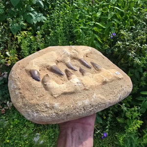 Mosasaurus Kiefer Prognathodon mit originalen Zähnen (Präpariert) – Fossil aus Marokko - 27x20cm - Nr. 60