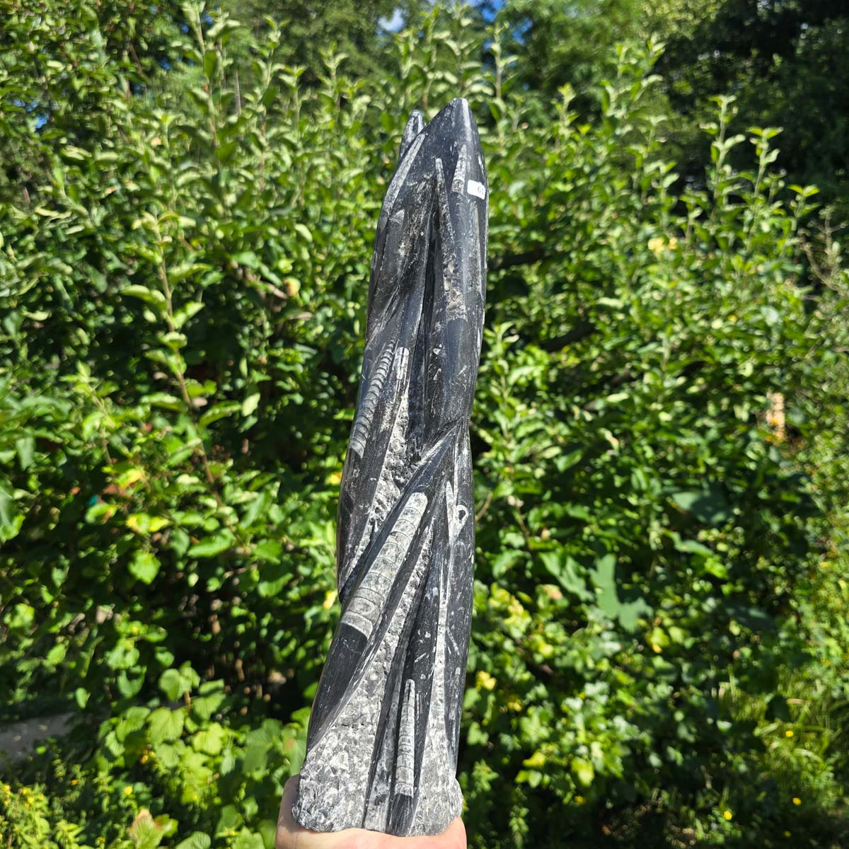 Geschliffene Freiform (Turm) mit Ammoniten und Orthoceras – 43x11x8cm - Nr. 61