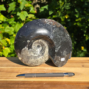 Ammonit - Echtes versteinertes Fossil - 100 Millionen Jahre alt - 19x14 cm - NR. 89