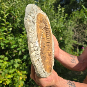 Echter Trilobit Fossil auf Matrix – Naturfund aus Marokko - handpräpariert - 24x18cm - Nr. 61