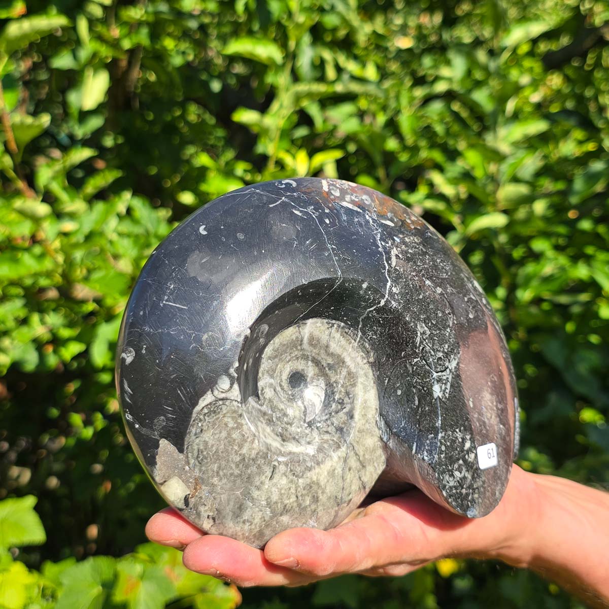 Ammonit - Echtes versteinertes Fossil - 100 Millionen Jahre alt - 19x14 cm - NR. 89