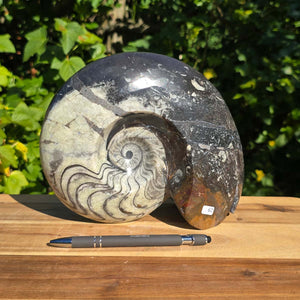 Ammonit - Echtes versteinertes Fossil - 100 Millionen Jahre alt - 22x18 cm - NR. 90