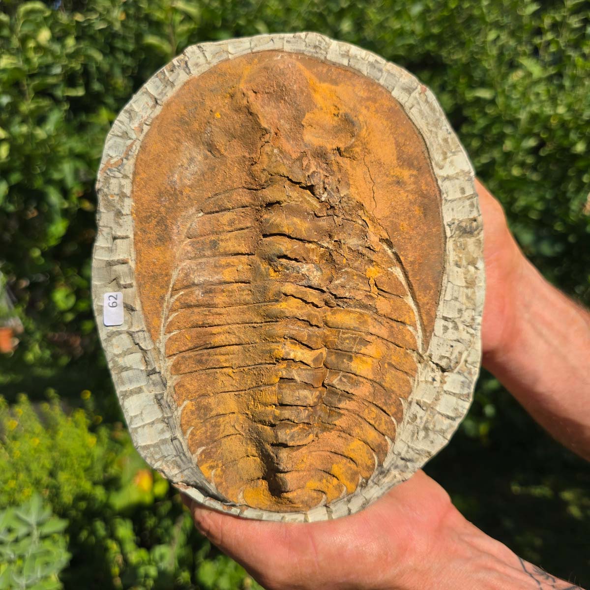 Echter Trilobit Fossil auf Matrix – Naturfund aus Marokko - handpräpariert - 21x16cm - Nr. 62