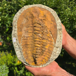 Echter Trilobit Fossil auf Matrix – Naturfund aus Marokko - handpräpariert - 21x16cm - Nr. 62