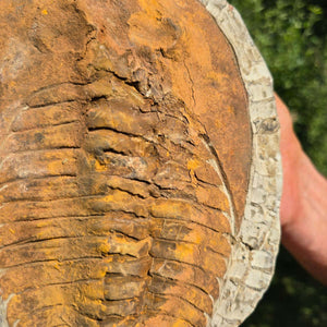 Echter Trilobit Fossil auf Matrix – Naturfund aus Marokko - handpräpariert - 21x16cm - Nr. 62