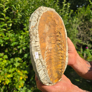 Echter Trilobit Fossil auf Matrix – Naturfund aus Marokko - handpräpariert - 21x16cm - Nr. 62
