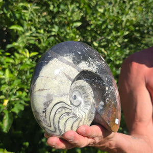 Ammonit - Echtes versteinertes Fossil - 100 Millionen Jahre alt - 22x18 cm - NR. 90