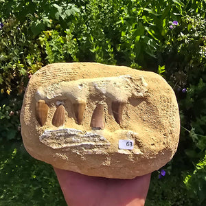 Mosasaurus Kiefer Prognathodon mit originalen Zähnen (Präpariert) – Fossil aus Marokko - 18x13cm - Nr. 63