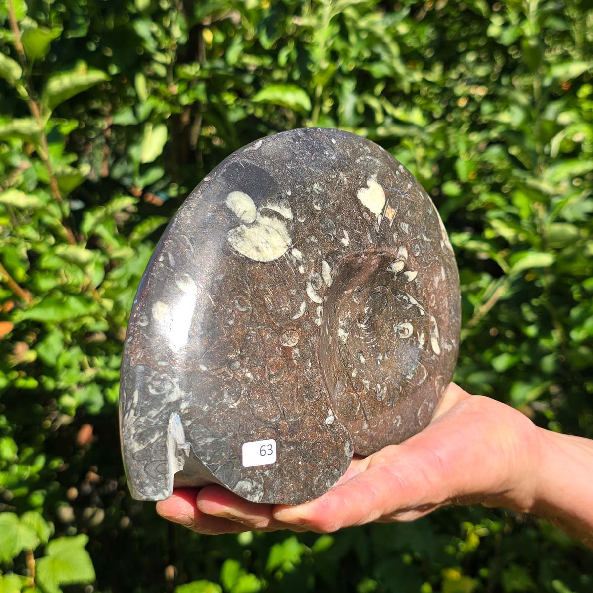 Ammonit - Echtes versteinertes Fossil - 100 Millionen Jahre alt - 20x15 cm - NR. 91