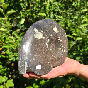 Ammonit - Echtes versteinertes Fossil - 100 Millionen Jahre alt - 20x15 cm - NR. 91