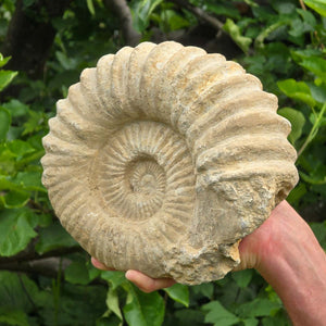 Ammonit - Echtes versteinertes Fossil - 100 Millionen Jahre alt - 24x20x10 cm - NR. 63