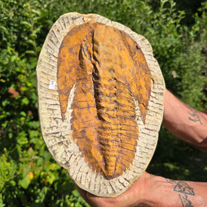 Echter Trilobit Fossil auf Matrix – Naturfund aus Marokko - handpräpariert - 29x20cm - Nr. 64