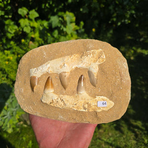 Mosasaurus Kiefer Prognathodon mit originalen Zähnen (Präpariert) – Fossil aus Marokko - 18x13cm - Nr. 64