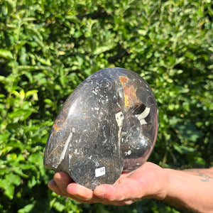 Ammonit - Echtes versteinertes Fossil - 100 Millionen Jahre alt - 21x14 cm - NR. 92