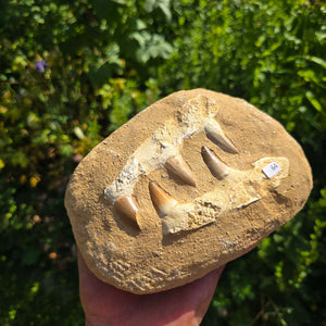 Mosasaurus Kiefer Prognathodon mit originalen Zähnen (Präpariert) – Fossil aus Marokko - 18x13cm - Nr. 64
