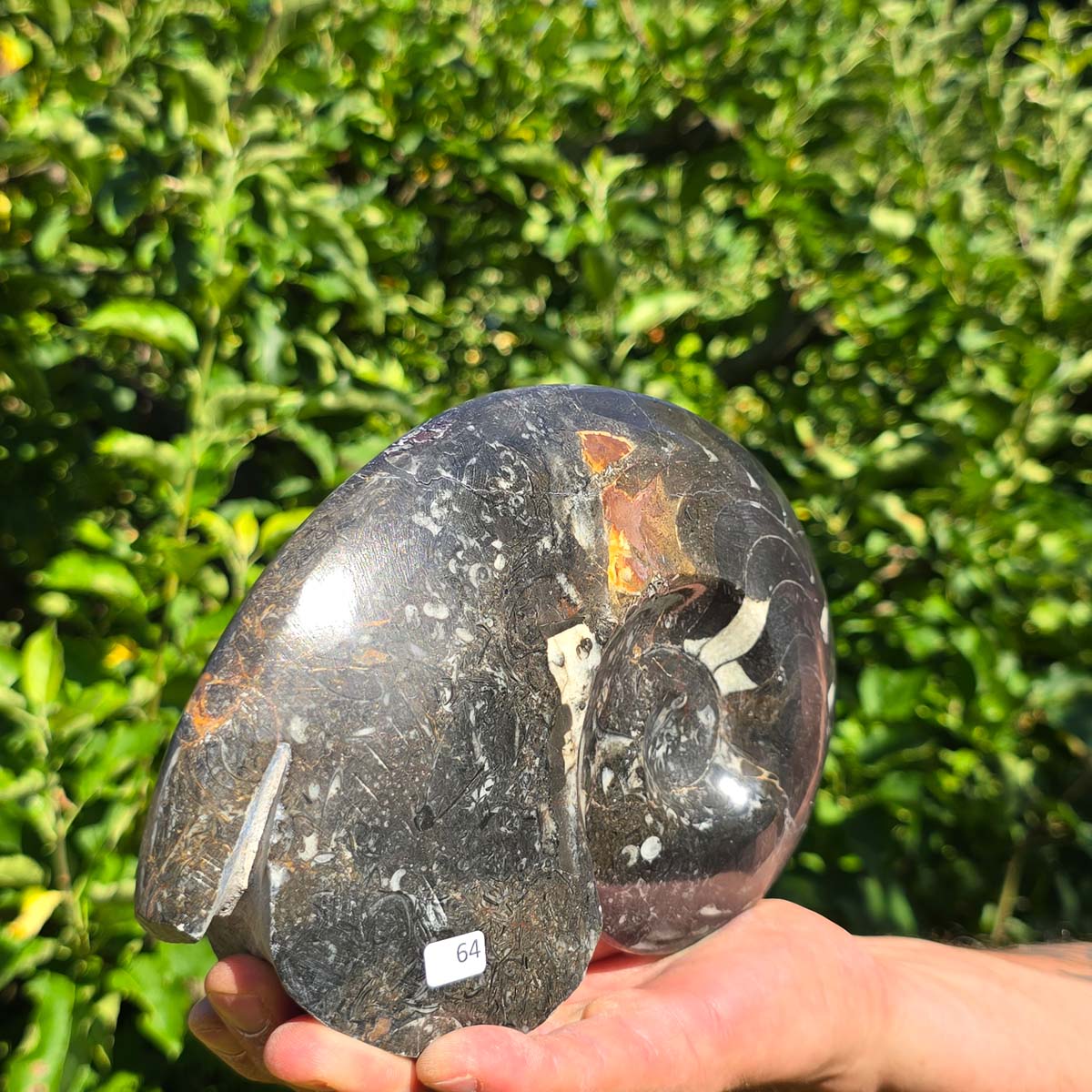 Ammonit - Echtes versteinertes Fossil - 100 Millionen Jahre alt - 21x14 cm - NR. 92