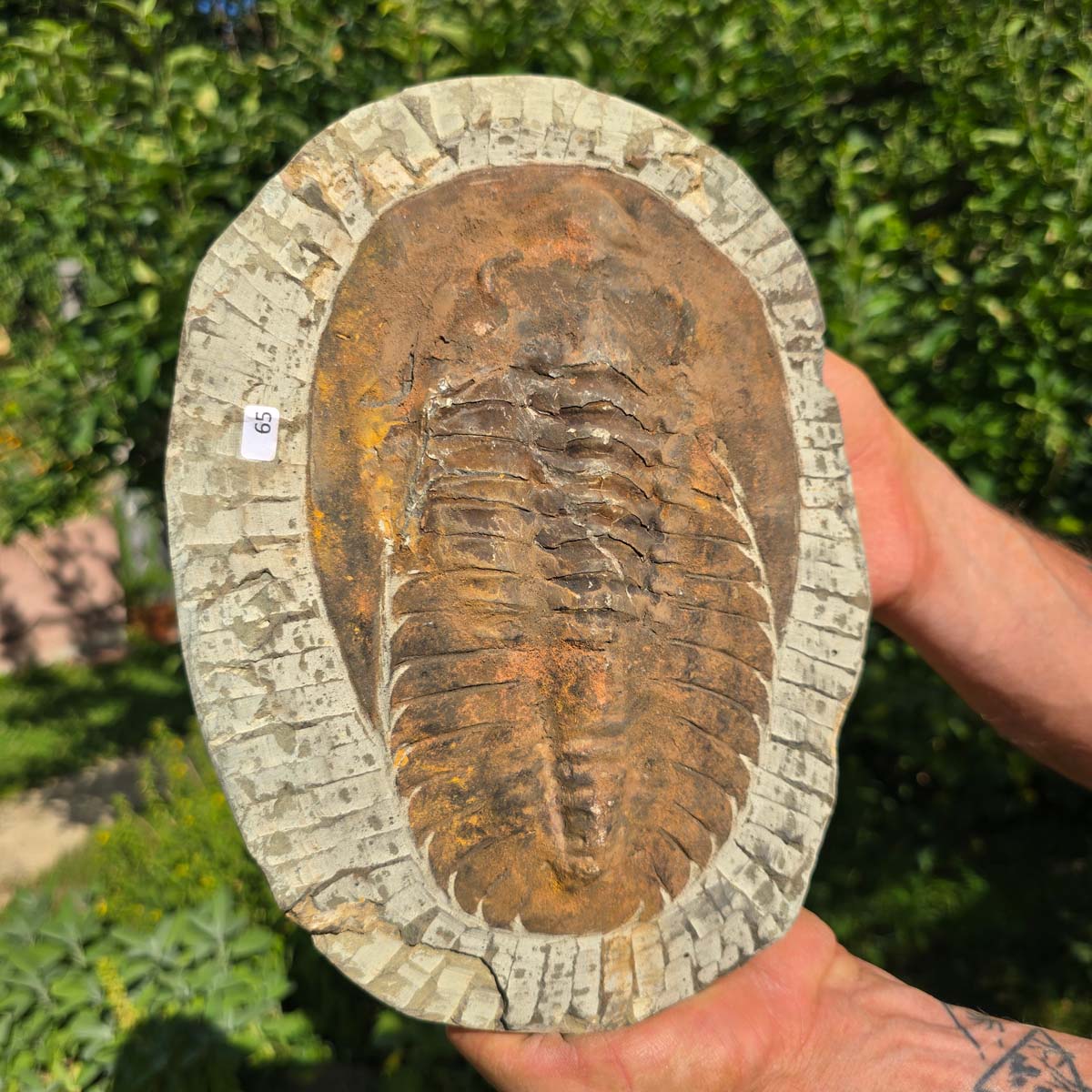 Echter Trilobit Fossil auf Matrix – Naturfund aus Marokko - handpräpariert - 27x19cm - Nr. 65