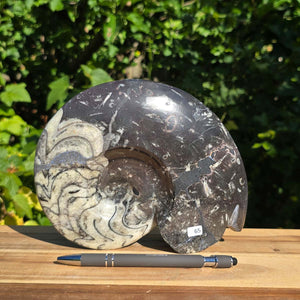 Ammonit - Echtes versteinertes Fossil - 100 Millionen Jahre alt - 19x15 cm - NR. 93