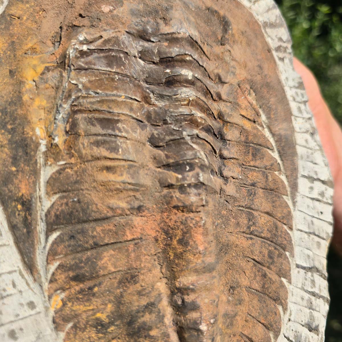 Echter Trilobit Fossil auf Matrix – Naturfund aus Marokko - handpräpariert - 27x19cm - Nr. 65