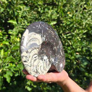 Ammonit - Echtes versteinertes Fossil - 100 Millionen Jahre alt - 19x15 cm - NR. 93