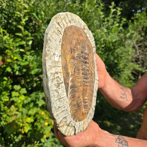 Echter Trilobit Fossil auf Matrix – Naturfund aus Marokko - handpräpariert - 27x19cm - Nr. 65