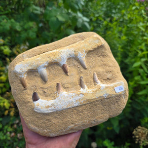 Mosasaurus Kiefer Prognathodon mit originalen Zähnen (Präpariert) – Fossil aus Marokko - 18x16cm - Nr. 65