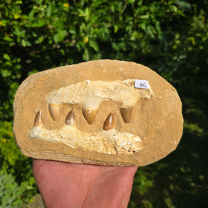 Mosasaurus Kiefer Prognathodon mit originalen Zähnen (Präpariert) – Fossil aus Marokko - 18x12cm - Nr. 66