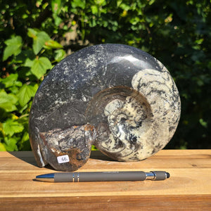 Ammonit - Echtes versteinertes Fossil - 100 Millionen Jahre alt - 20x15 cm - NR. 94