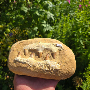 Mosasaurus Kiefer Prognathodon mit originalen Zähnen (Präpariert) – Fossil aus Marokko - 18x12cm - Nr. 66