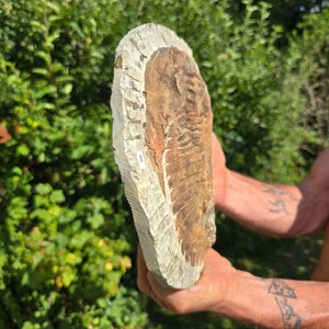 Echter Trilobit Fossil auf Matrix – Naturfund aus Marokko - handpräpariert - 24x19cm - Nr. 66