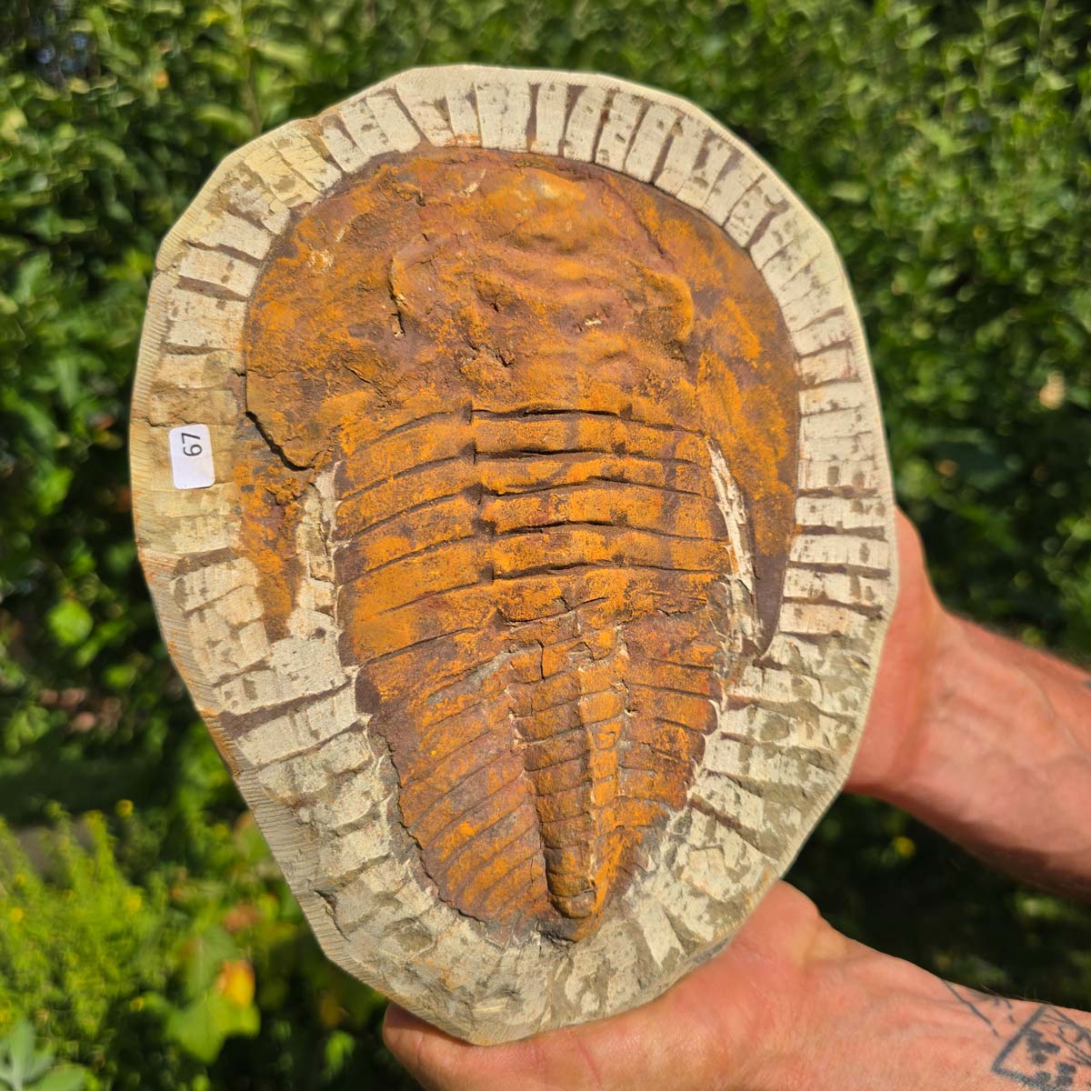 Echter Trilobit Fossil auf Matrix – Naturfund aus Marokko - handpräpariert - 23x18cm - Nr. 67