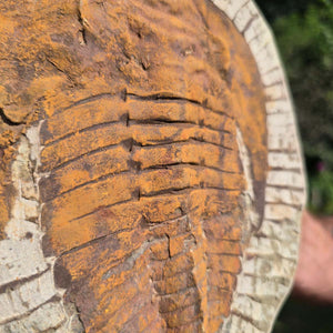 Echter Trilobit Fossil auf Matrix – Naturfund aus Marokko - handpräpariert - 23x18cm - Nr. 67