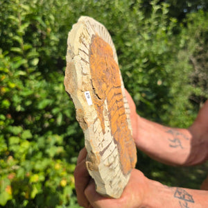 Echter Trilobit Fossil auf Matrix – Naturfund aus Marokko - handpräpariert - 23x18cm - Nr. 67