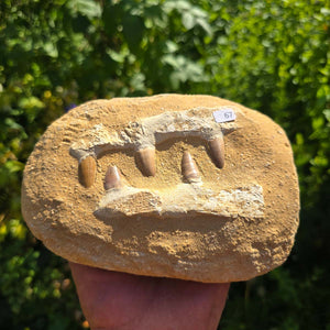 Mosasaurus Kiefer Prognathodon mit originalen Zähnen (Präpariert) – Fossil aus Marokko - 17x13cm - Nr. 67