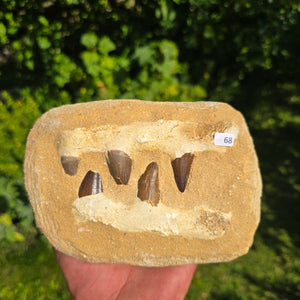 Mosasaurus Kiefer Prognathodon mit originalen Zähnen (Präpariert) – Fossil aus Marokko - 17x12cm - Nr. 68