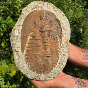 Echter Trilobit Fossil auf Matrix – Naturfund aus Marokko - handpräpariert - 24x18cm - Nr. 68
