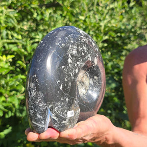 Ammonit - Echtes versteinertes Fossil - 100 Millionen Jahre alt - 20x18 cm - NR. 96