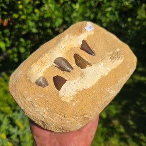 Mosasaurus Kiefer Prognathodon mit originalen Zähnen (Präpariert) – Fossil aus Marokko - 17x12cm - Nr. 68