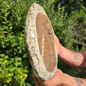 Echter Trilobit Fossil auf Matrix – Naturfund aus Marokko - handpräpariert - 24x18cm - Nr. 68