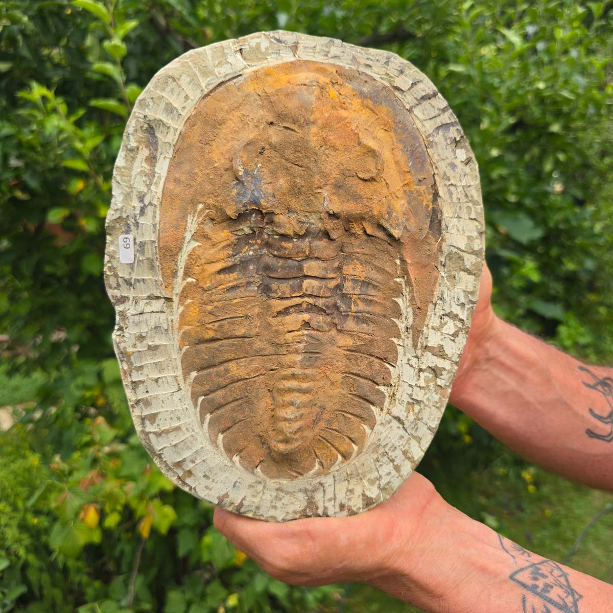 Echter Trilobit Fossil auf Matrix – Naturfund aus Marokko - handpräpariert - 25x18cm - Nr. 69