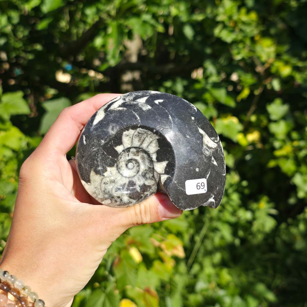 Ammonit - Echtes versteinertes Fossil - 100 Millionen Jahre alt - 9x7 cm - NR. 97
