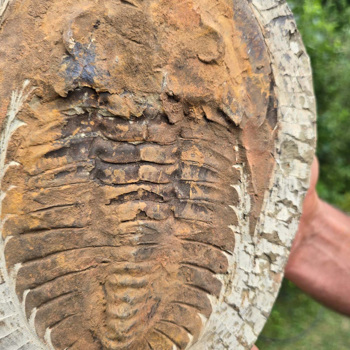Echter Trilobit Fossil auf Matrix – Naturfund aus Marokko - handpräpariert - 25x18cm - Nr. 69