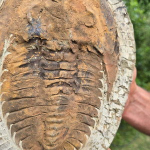 Echter Trilobit Fossil auf Matrix – Naturfund aus Marokko - handpräpariert - 25x18cm - Nr. 69
