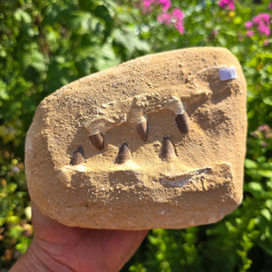 Mosasaurus Kiefer Prognathodon mit originalen Zähnen (Präpariert) – Fossil aus Marokko - 17x13cm - Nr. 69