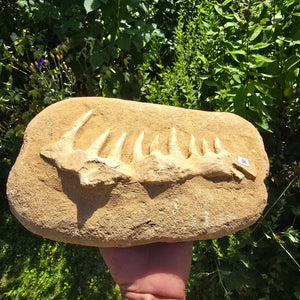 Mosasaurier Kiefer mit originalen Zähnen (Präpariert) – Fossil aus Marokko - 29x18cm - Nr. 6