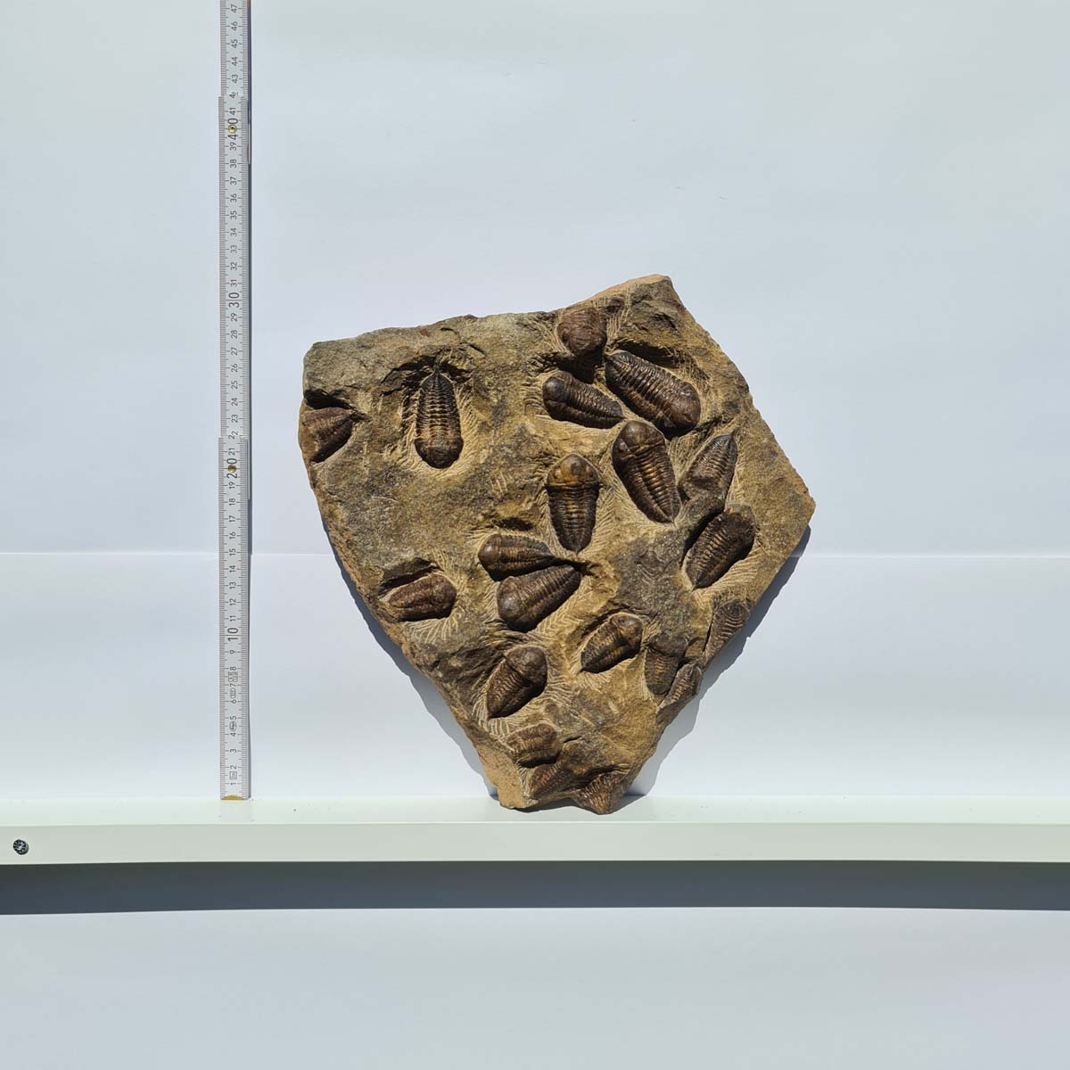 Echter Trilobit Fossil auf Matrix – Naturfund aus Marokko - handpräpariert - 25x31cm - Nr. 6